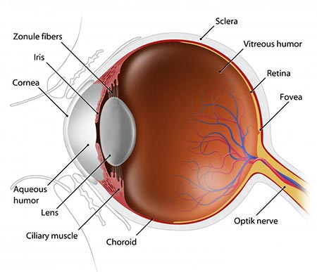 zonules of eye
