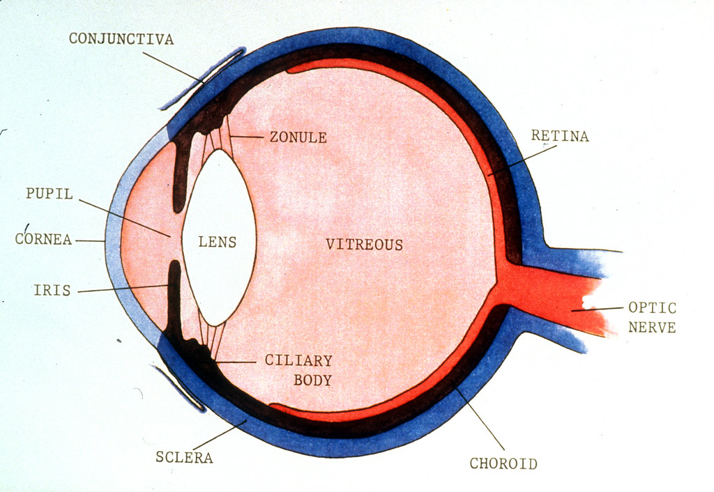 eye anatomy cross section